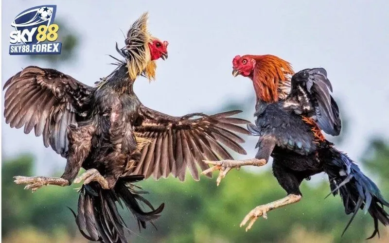 Cung cấp nhiều kèo cược đá gà thú vị cho người chơi lựa chọn