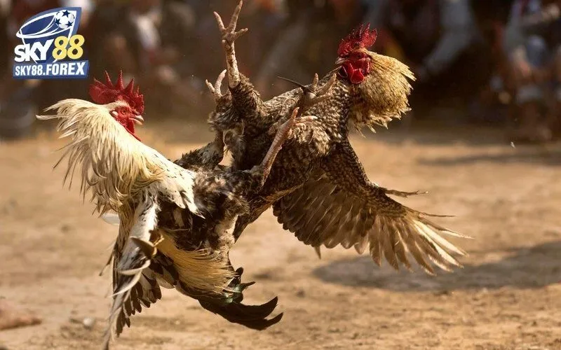 Phát sóng hàng trăm trận đá gà mỗi ngày từ các trường gà danh tiếng